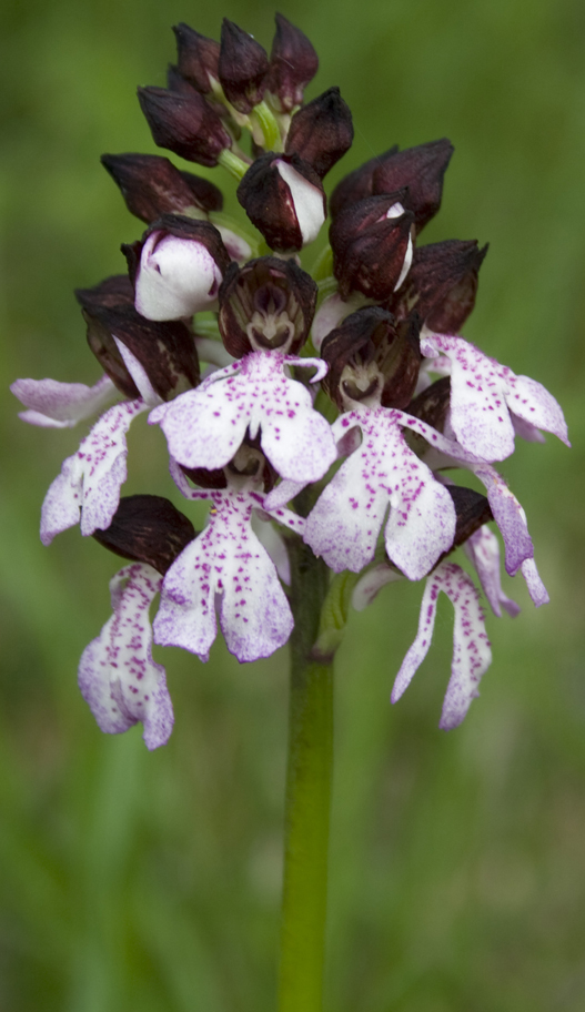 Orchis purpurea?